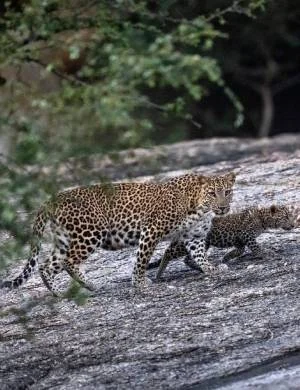 Jawai Leopard Safari Price