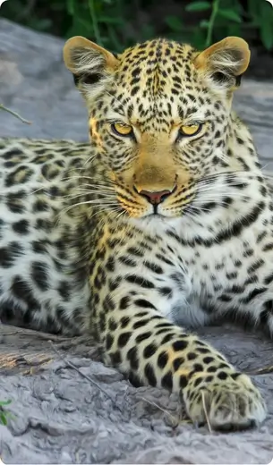 Leopard Safari in Jawai Rajasthan