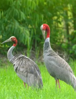 Safari Wildlife Photography in Jawai Rajasthan